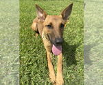 Small #2 German Shepherd Dog Mix