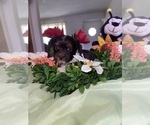Small #18 Yorkshire Terrier