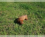 Small Photo #8 Dachshund Puppy For Sale in CHOCTAW, OK, USA