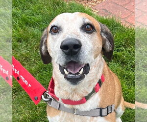 Walter - Male Mutt Dog for Adoption - Photo #6