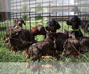 Doberman Pinscher Puppy for sale in KANSAS CITY, MO, USA