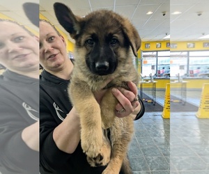 German Shepherd Dog Puppy for sale in HAMMOND, IN, USA