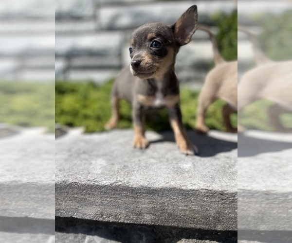 Medium Photo #1 Chihuahua Puppy For Sale in BROOKLYN, NY, USA