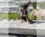 Small Photo #1 Chihuahua Puppy For Sale in BROOKLYN, NY, USA