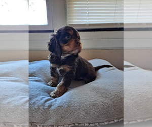 English Cocker Spaniel Puppy for sale in PAMPLIN, VA, USA
