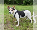 Small #2 Jack Russell Terrier Mix