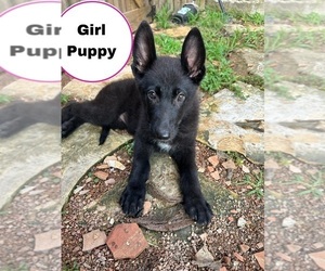 German Shepherd Dog Puppy for sale in FRIENDSWOOD, TX, USA