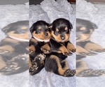 Small Photo #4 Rottweiler Puppy For Sale in BUDA, TX, USA