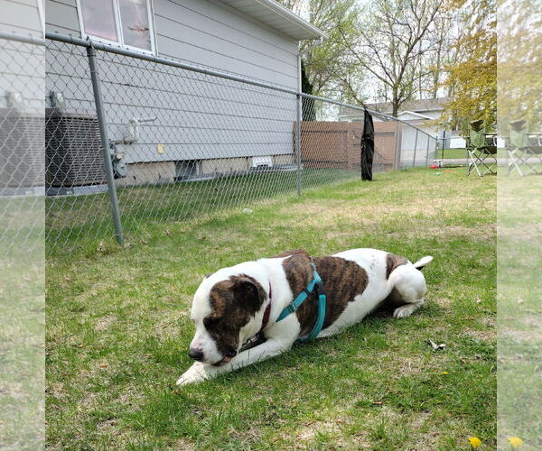 Medium Photo #18 American Pit Bull Terrier Puppy For Sale in Fargo, ND, USA