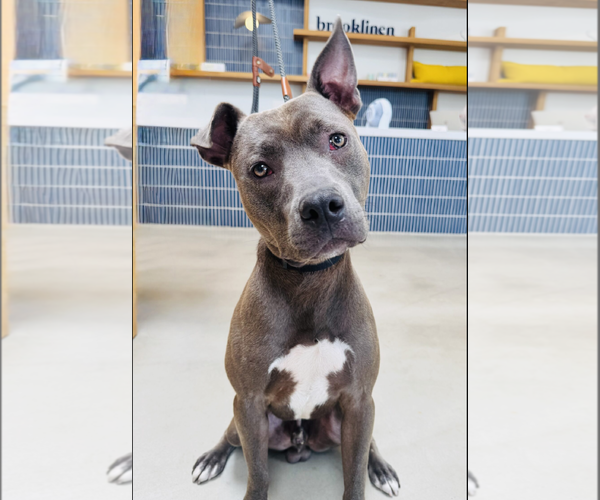 Medium Photo #2 American Pit Bull Terrier-Unknown Mix Puppy For Sale in Marina Del Rey, CA, USA