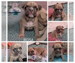 Small Photo #16 French Bulldog Puppy For Sale in MCKINLEYVILLE, CA, USA