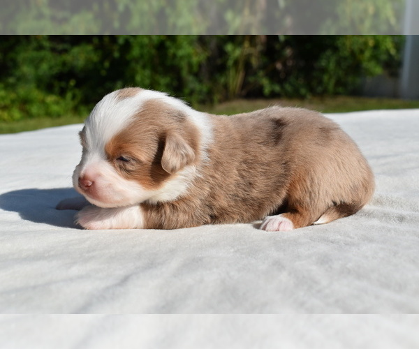 Medium Photo #5 Miniature Australian Shepherd Puppy For Sale in PALM COAST, FL, USA