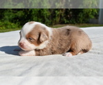 Small #4 Miniature Australian Shepherd