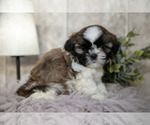 Small Shih Tzu