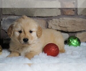 Golden Retriever Puppy for sale in FREDERICKSBG, OH, USA