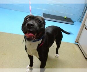 Staffordshire Bull Terrier-Unknown Mix Dogs for adoption in Moreno Valley, CA, USA