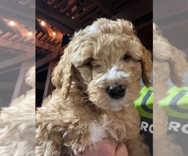 Medium Photo #1 Goldendoodle Puppy For Sale in THE COLONY, TX, USA
