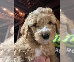 Small Photo #1 Goldendoodle Puppy For Sale in THE COLONY, TX, USA