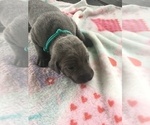 Small Photo #2 Weimaraner Puppy For Sale in LEWISTOWN, IL, USA