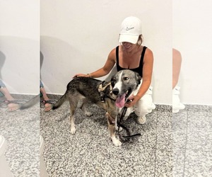 Anatolian Shepherd-Unknown Mix Dogs for adoption in Rockaway, NJ, USA