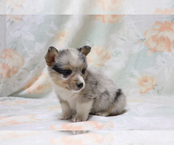 Medium Photo #2 Pembroke Welsh Corgi Puppy For Sale in SHILOH, OH, USA