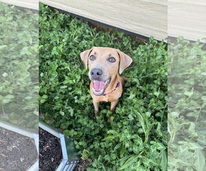 Unknown-Weimaraner Mix Dogs for adoption in Rosenberg, TX, USA