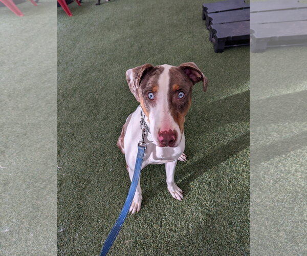 Medium Photo #3 Catahoula Leopard Dog-Unknown Mix Puppy For Sale in Bellevue, WA, USA