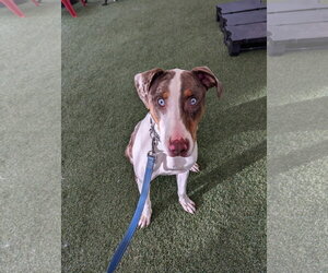 Clint - Male Catahoula Leopard Dog-Unknown Mix Dog for Adoption - Photo #3