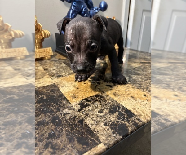 Medium Photo #1 American Bully Puppy For Sale in WINSTON SALEM, NC, USA