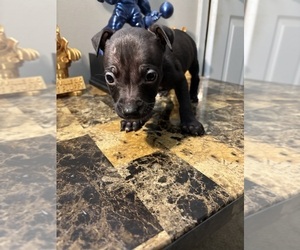 Medium American Bully