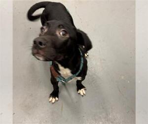 Labrador Retriever-Unknown Mix Dogs for adoption in Peoria, IL, USA