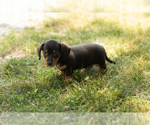 Dachshund Puppy for sale in NAPPANEE, IN, USA