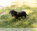 Small Dachshund