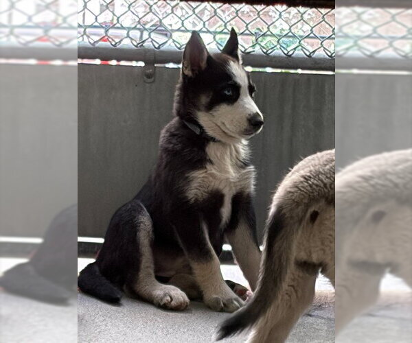 Medium Photo #1 Siberian Husky Puppy For Sale in Stockton, CA, USA