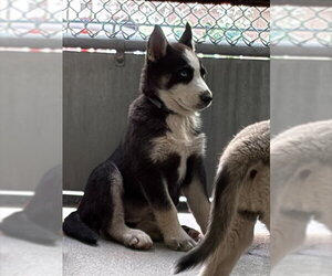 Siberian Husky Dogs for adoption in Stockton, CA, USA