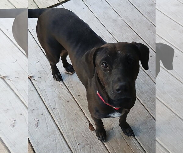 Medium Photo #1 Labrador Retriever-Unknown Mix Puppy For Sale in Newfoundland, PA, USA