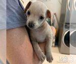 Small #1 Chihuahua Mix