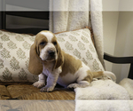 Puppy Osborne Basset Hound