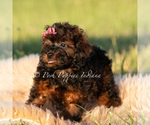 Small Photo #71 Poodle (Miniature) Puppy For Sale in WARSAW, IN, USA