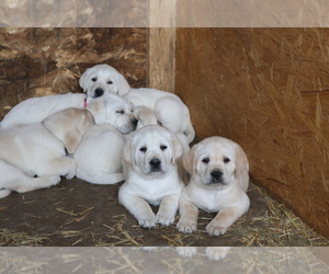 Labrador Retriever Litter for sale in WELLMAN, IA, USA