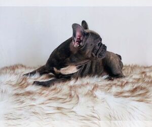 French Bulldog Puppy for sale in HOUSTON, TX, USA