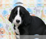 Puppy 5 Bernedoodle-Greater Swiss Mountain Dog Mix
