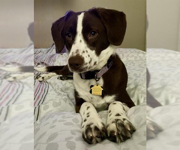 Medium Photo #1 --Unknown Mix Puppy For Sale in Baytown, TX, USA