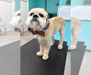 Marshmallow - Male Mutt Dog for Adoption - Photo #2