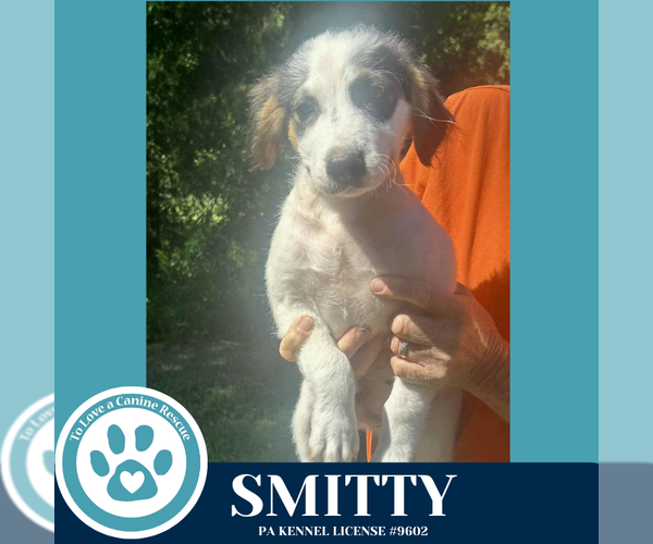 Medium Photo #3 Australian Shepherd-Unknown Mix Puppy For Sale in Kimberton, PA, USA