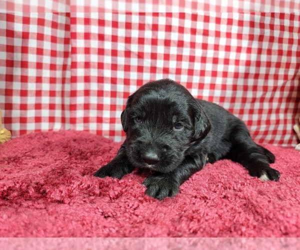 Medium Photo #12 Golden Mountain Dog Puppy For Sale in BLACK FOREST, CO, USA
