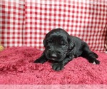 Small Photo #12 Golden Mountain Dog Puppy For Sale in BLACK FOREST, CO, USA