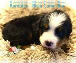Small Photo #7 Bernese Mountain Dog Puppy For Sale in CLINTON, MO, USA