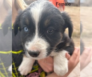 Medium Australian Shepherd