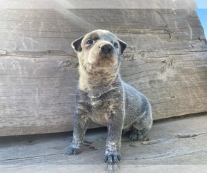 Australian Cattle Dog Puppy for sale in BOISE, ID, USA